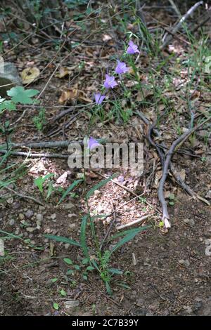 Campanula persicifolia, Pfirsich-blättrige Glockenblume. Wildpflanze im Sommer erschossen. Stockfoto