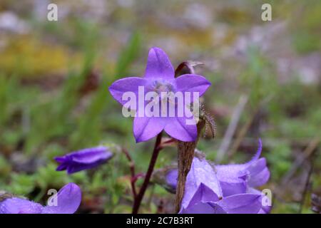 Campanula sibirica subsp. Divergentiformis - Wilde Pflanze im Sommer erschossen. Stockfoto