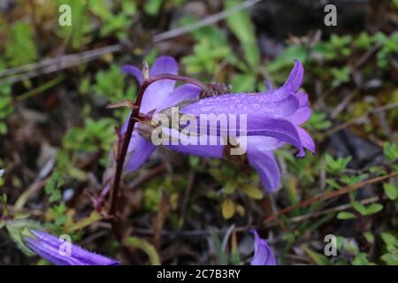 Campanula sibirica subsp. Divergentiformis - Wilde Pflanze im Sommer erschossen. Stockfoto