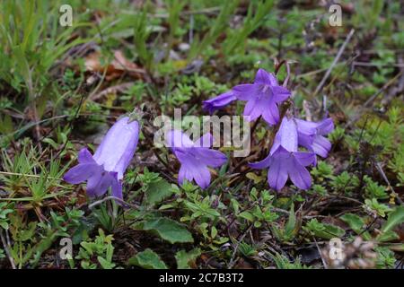 Campanula sibirica subsp. Divergentiformis - Wilde Pflanze im Sommer erschossen. Stockfoto