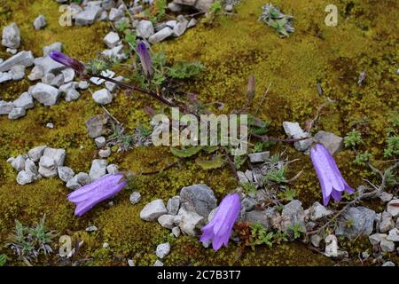 Campanula sibirica subsp. Divergentiformis - Wilde Pflanze im Sommer erschossen. Stockfoto