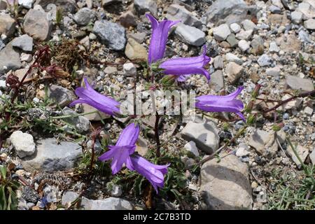 Campanula sibirica subsp. Divergentiformis - Wilde Pflanze im Sommer erschossen. Stockfoto