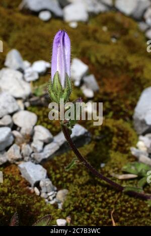 Campanula sibirica subsp. Divergentiformis - Wilde Pflanze im Sommer erschossen. Stockfoto