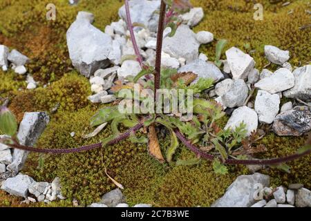 Campanula sibirica subsp. Divergentiformis - Wilde Pflanze im Sommer erschossen. Stockfoto