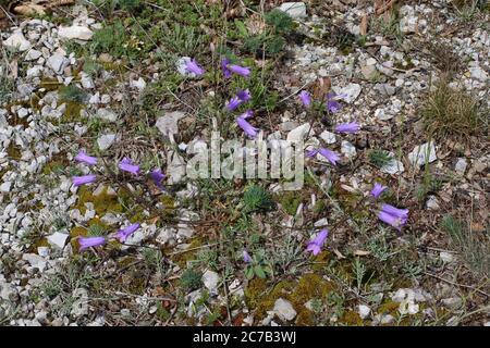 Campanula sibirica subsp. Divergentiformis - Wilde Pflanze im Sommer erschossen. Stockfoto