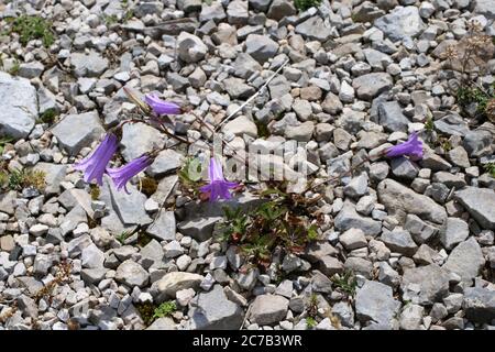 Campanula sibirica subsp. Divergentiformis - Wilde Pflanze im Sommer erschossen. Stockfoto