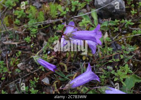 Campanula sibirica subsp. Divergentiformis - Wilde Pflanze im Sommer erschossen. Stockfoto