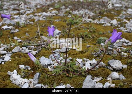 Campanula sibirica subsp. Divergentiformis - Wilde Pflanze im Sommer erschossen. Stockfoto