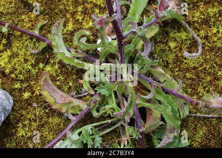 Campanula sibirica subsp. Divergentiformis - Wilde Pflanze im Sommer erschossen. Stockfoto