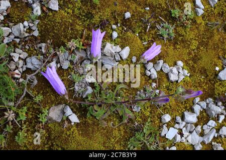 Campanula sibirica subsp. Divergentiformis - Wilde Pflanze im Sommer erschossen. Stockfoto