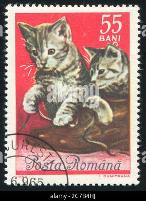 RUMÄNIEN - UM 1965: Briefmarke gedruckt von Rumänien, Ausstellungskatze, um 1965. Stockfoto