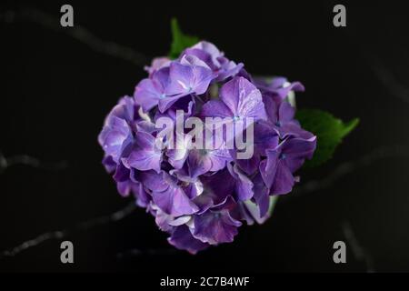 Eine violette Hortensia macrophylla (Familie Hydrangeaceae), oder Mopphead Hortensia, auf einem schwarzen Marmorboden. Stockfoto