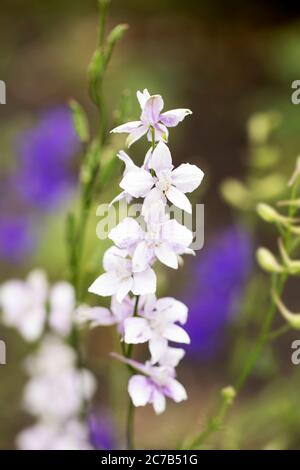 Raketenlarksporn oder zweifelhafter Rittersporn (Consolida ajacis), in der Familie der Ranunculaceae, aus Eurasien stammende und als giftige Pflanze betrachtete. Stockfoto