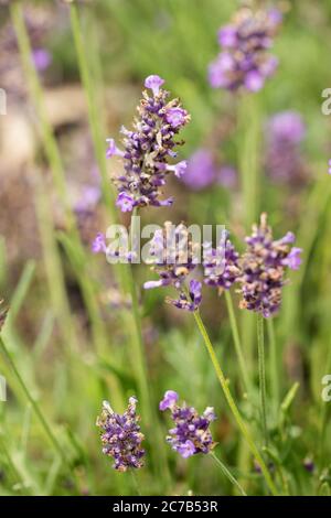 Lavendel (Lavandula angustifolia, Familie Lamiaceae) in der Sorte Ella-gance Purpur wächst in einem Sommergarten. Stockfoto