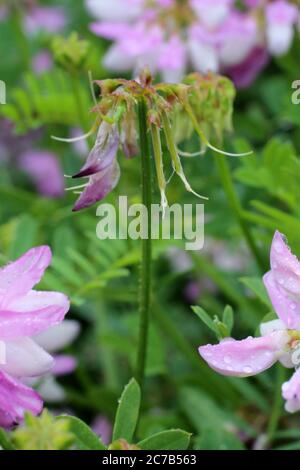 Coronilla varia, Crown Vetch. Wildpflanze im Sommer erschossen. Stockfoto