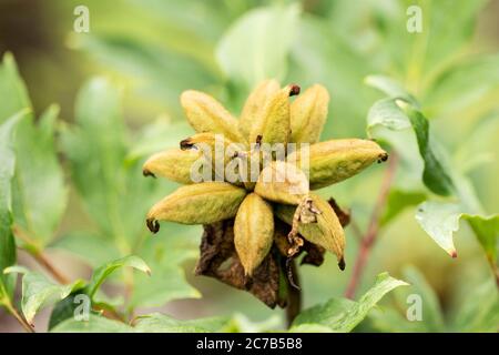 Samenkapseln einer japanischen BaumPfingstrose (Paeonia) in der Sorte Yachiyo Tsubaki. Stockfoto