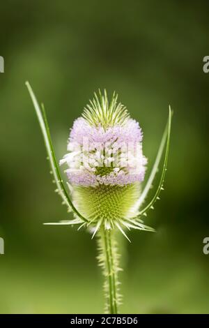 Dipsacus fullonum, bekannt als wilder Teelöffel, gewöhnlicher Teelöffel oder Fuller-Teelöffel, mit seinen violetten Blüten, ist eine invasive Art in den Vereinigten Staaten. Stockfoto