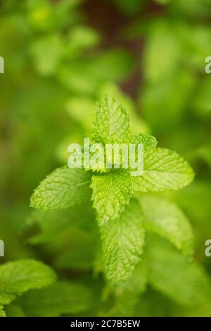 Sauerampfer (Rumex acetosa) auch bekannt als gemeinsame oder Garten Sauerampfer, Spinat Dock oder Schmalblättrigen Dock, eine mehrjährige Kraut in der Familie Polygonaceae. Stockfoto