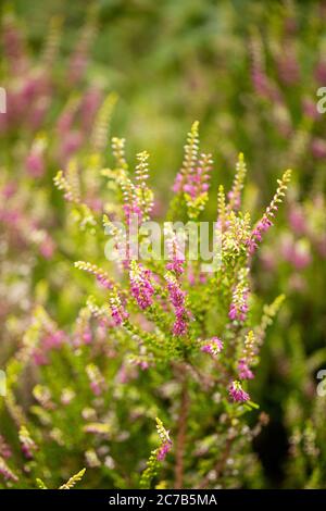 Heidekraut (Calluna vulgaris), auch bekannt als Heidekraut oder Leng, in der Gattung Calluna in der blühenden Pflanzenfamilie Ericaceae. Stockfoto