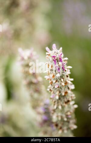 Stachys byzantina, bekannt als Lamm-Ohr oder wollig hedgenettle, in der Vielfalt Helen von Stein Stockfoto