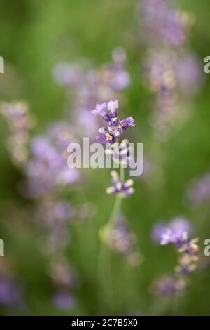 Englischer Lavendel (Lavandula angustifolia, Familie Lamiaceae) wächst in einem Sommergarten. Stockfoto