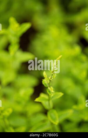 Spearmint (Mentha spicata), bekannt als Gartenminze, gemeine Minze, Lamm-Minze und Makrelenminze, in der Vielfalt Kentucky Colonel, wächst in einem Kräutergarten. Stockfoto