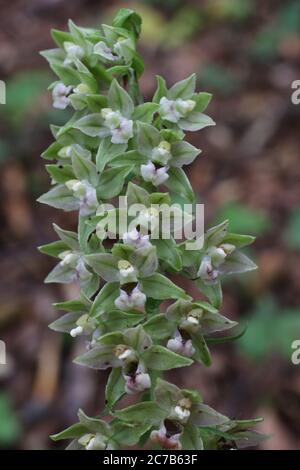 Epipactis helleborine, breitblättrige Helleborine. Wildpflanze im Sommer erschossen. Stockfoto