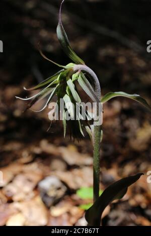 Epipactis purpurata, Violet helleborine. Wildpflanze im Sommer erschossen. Stockfoto