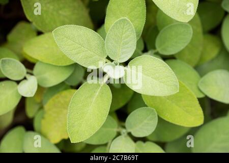 Salbei (Salvia officinalis), auch als Garten, gemeinsam oder kulinarischer Salbei bekannt, in einem Kräutergarten. Diese Sorte ist Berggarten, bekannt für seine großen Blätter. Stockfoto