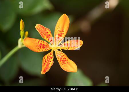 Iris domestica, bekannt als Leopardenlilie, Brombeerlilie oder Leopardenblume, in der Familie Iradaceae. Heimisch in China, hat es medizinische Verwendung in Ostasien. Stockfoto