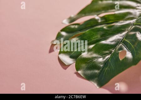Tropische Monstera Blätter mit Schatten auf einem rosa Hintergrund. Flach liegend, Draufsicht. Stockfoto