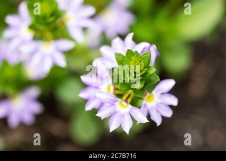 Scaevola aemula, die Feenfächerblume oder gewöhnliche Fächerblume, in der Familie Goodeniaceae, heimisch in Südaustralien, in der Sorte Starlight Wirbelwind. Stockfoto