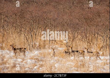 Hokkaido-Hirsch (Cervus Nippon yesoensis), eine Unterart des sika-Hirsches (Cervus nippon), auch als Fleckhirsch oder japanischer Hirsch bekannt, in der Kus Stockfoto