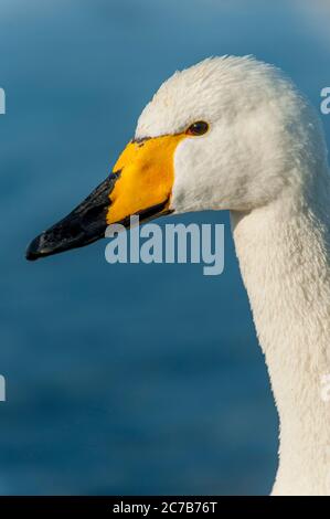 Porträt eines Whooper-Schwans (Cygnus cygnus) am Kussharo-See, der ein Caldera-See im Akan-Nationalpark im Osten Hokkaidos in Japan ist. Stockfoto