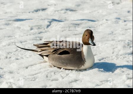 Eine männliche nördliche Pintail-Ente (Anas acuta) im Winter in der Nähe von Abashiri, einer Stadt am Ochotsker Meer, Hokkaido, Japan. Stockfoto