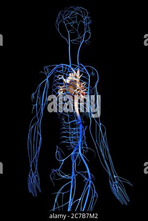 3d-Darstellung medizinisch akkurate Darstellung der Venen Stockfoto