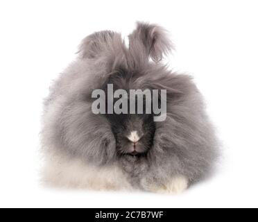 Angora vor weißem Hintergrund Stockfoto