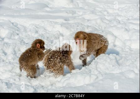 Schneemaffe (japanische Makaken) Babys spielen im Schnee an den heißen Quellen bei Jigokudani bei Nagano auf der Honshu Insel, Japan. Stockfoto