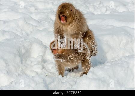 Schneemaffe (japanische Makaken) Babys spielen im Schnee an den heißen Quellen bei Jigokudani bei Nagano auf der Honshu Insel, Japan. Stockfoto