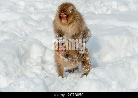 Schneemaffe (japanische Makaken) Babys spielen im Schnee an den heißen Quellen bei Jigokudani bei Nagano auf der Honshu Insel, Japan. Stockfoto