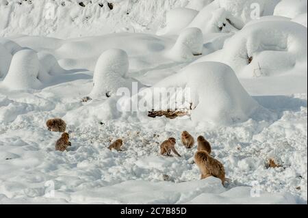 Schneemaffen (japanische Makaken), die im Schnee an den heißen Quellen bei Jigokudani bei Nagano auf der Honshu Insel, Japan, nach Nahrung suchen. Stockfoto