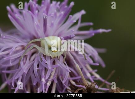 Eine Jagd Krabbenspinne, Thomisidae, Misumena vatia, sitzt auf einer Thistle Blume. Stockfoto