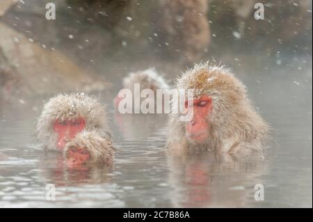 Schneemaffen (japanische Makaken) sitzen in den heißen Quellen bei Jigokudani bei Nagano auf der Honshu Insel, Japan. Stockfoto