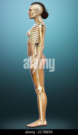 3d-Darstellung medizinisch akkurate Darstellung eines weiblichen Nervensystems und Skelettsystem Stockfoto