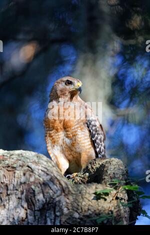 Ein atemberaubendes Porträt eines wunderschönen Rotschulter-Hawk (Buteo lineatus), aufgenommen in perfektem Sonnenlicht am frühen Abend. Beachten Sie den Kontrast dieses Falken Stockfoto