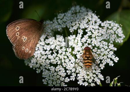 Ringel-Schmetterling (Aphantopus hyperantus) mit gemeiner gebänderten Schwebfliege (Syrphus ribesii) auf wilder Karottenpflanze Stockfoto