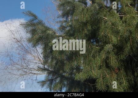Sommer Laub von Brewer's Weeping Fichte Baum (Picea breweriana) wächst in einem Garten in Rural Devon, England, Großbritannien Stockfoto