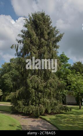Sommer Laub von Brewer's Weeping Fichte Baum (Picea breweriana) wächst in einem Garten in Rural Devon, England, Großbritannien Stockfoto
