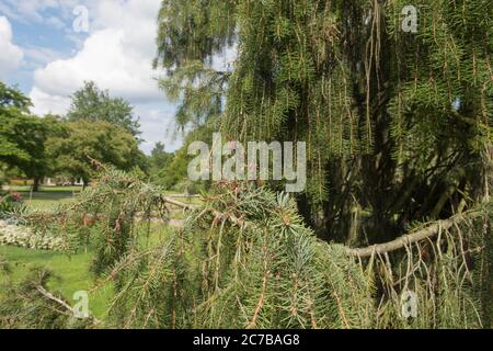 Sommer Laub von Brewer's Weeping Fichte Baum (Picea breweriana) wächst in einem Garten in Rural Devon, England, Großbritannien Stockfoto