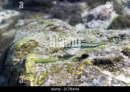 Ein kleiner Forellenbarsch (Micropterus salmoides) flacht sich gegen einen untergetauchten Felsen ab, in der Hoffnung, die Entdeckung durch den großen Taucher mit Unterwasser zu vermeiden Stockfoto